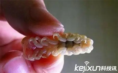 外星人寄生虫!这种恐怖的虫子可以控制大脑