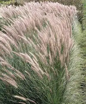 紫羊茅种子价格