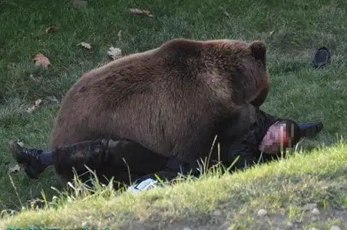 棕熊吃人图片 棕熊吃人被射杀图片-奇闻录