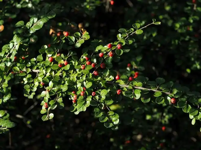 20151010硕果累累的平枝栒子-人民公园