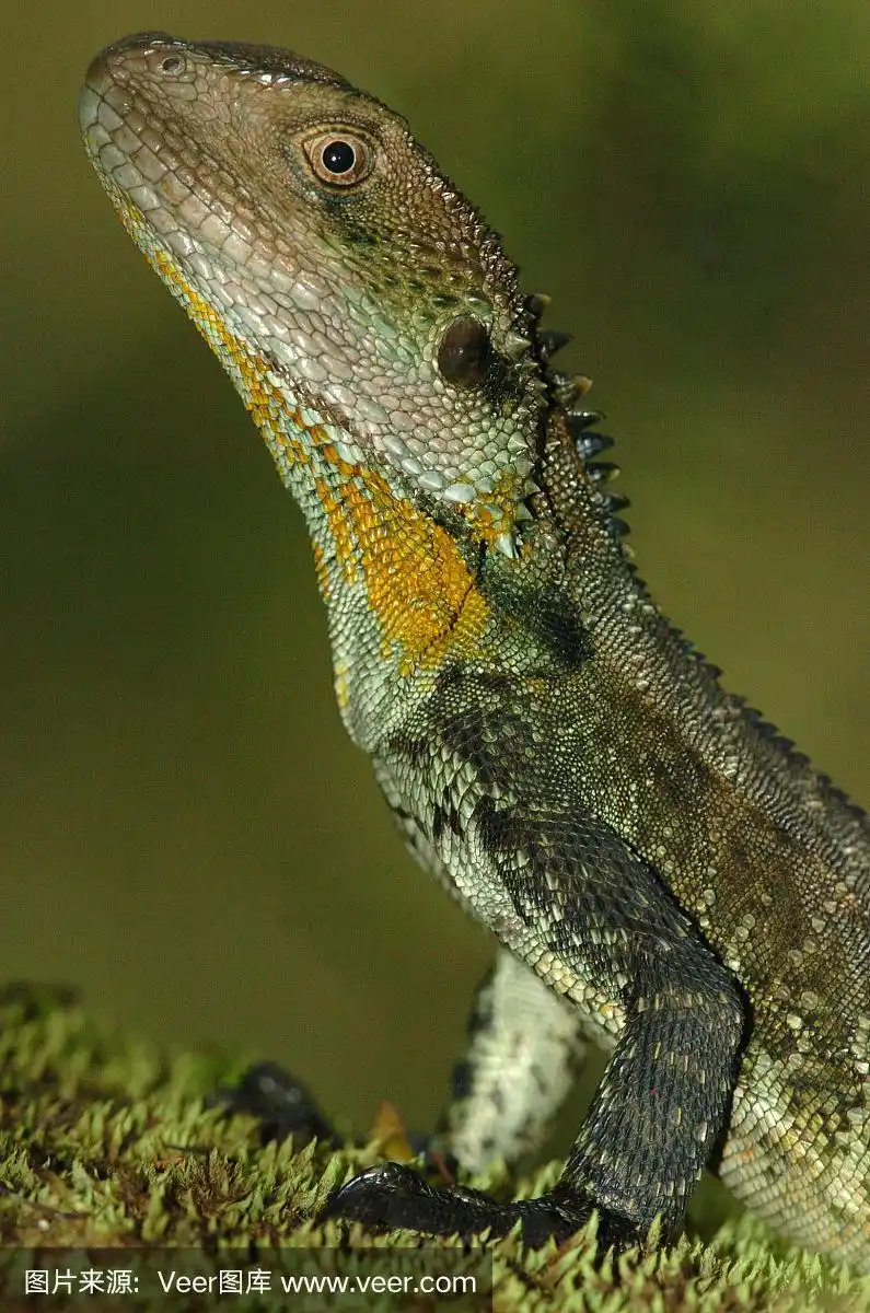 水蜥,亚洲水巨蜥,澳大利亚水蜥,垂直画幅,爬行纲