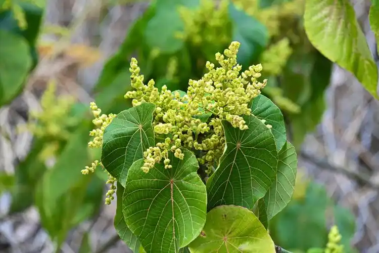 血桐 又称象耳 - 吴国明 - 图虫