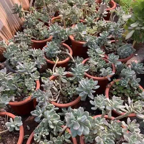 多肉冬美人冬美人多肉大冠幅群生植物好养图片实拍耐寒多肉悬崖妖