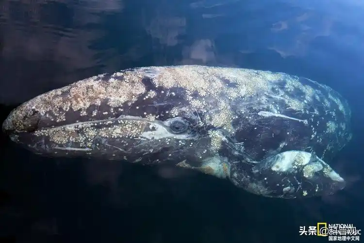 "地狱美食"藤壶,到底多可怕?被人类当美味,却让鲸鱼痛苦不堪