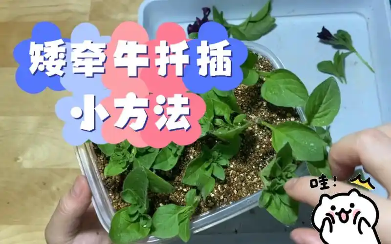 拾柒矮牵牛扦插小方法2周前打顶下来的矮牛枝条已经生根了