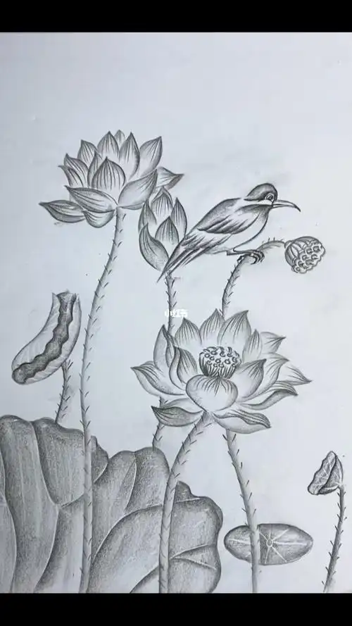 简单画荷花#零基础学画画  #炭笔画  #一学就会系列