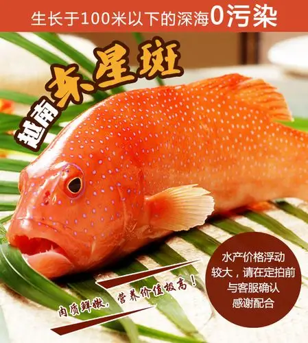 深海野生冷冻水产 东星斑石斑 500-1000g