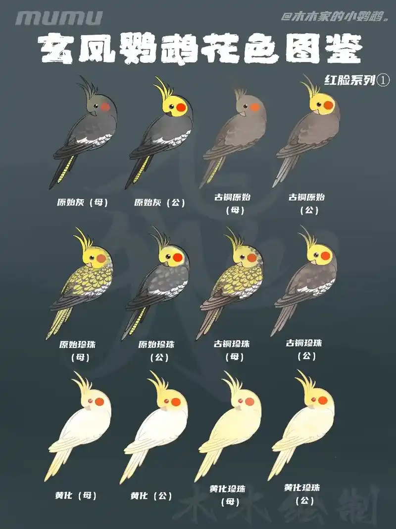 玄凤鹦鹉花色图鉴,红脸合集.原作者不火,偷图转载的火,问为什 - 抖音