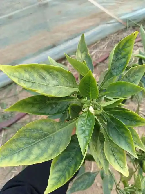 辣椒叶片发黄,类似的辣椒基本上是僵果,不知道是缺猛缺锌还是缺铁了?