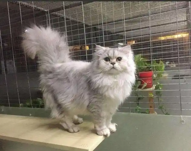 4个步骤让你挑选出品质不错金吉拉看出你家猫咪纯不纯