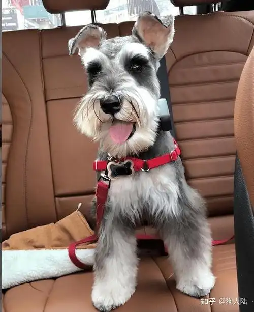 为什么少人养"雪纳瑞"?网友:养过一次就怕了!