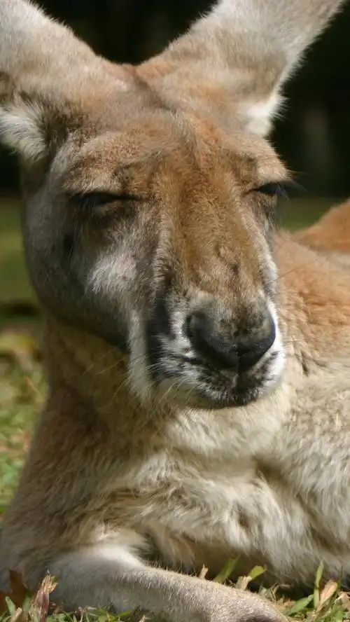 壁纸 袋鼠,休息,草 2880x1800 hd 高清壁纸, 图片, 照片