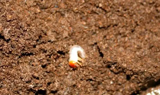 孵化后的独角仙幼虫