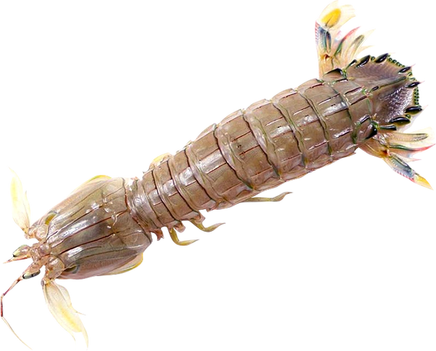 活富贵虾140200g只