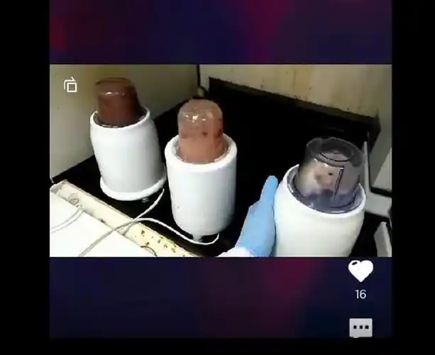 坐在榨汁机里的仓鼠