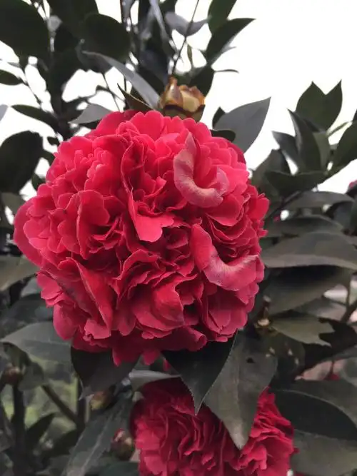 企业简介_四川茶花|四川大茶花|四川高分枝茶花|四川茶花基地_金泉网