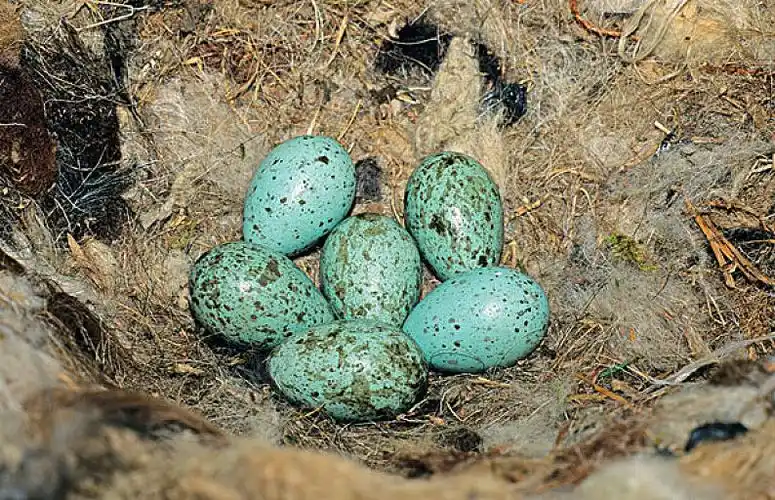 普通,大乌鸦,鸟窝,蛋