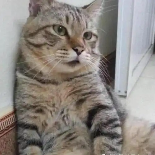 狸花猫躺在墙角,表情也放松了许多,舒舒服服的享受着:"还是开空调舒服