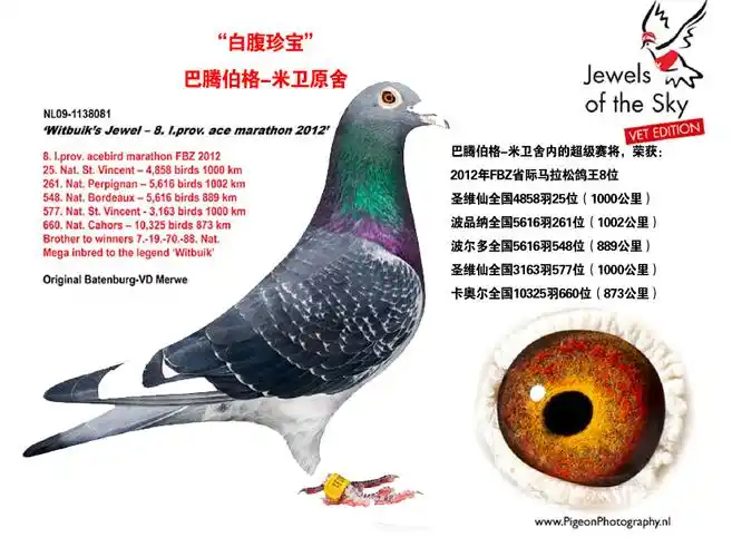 巴腾伯格-米卫 白腹珍宝_晋宝翔_ ag188.com爱鸽商城_中国信鸽信息网