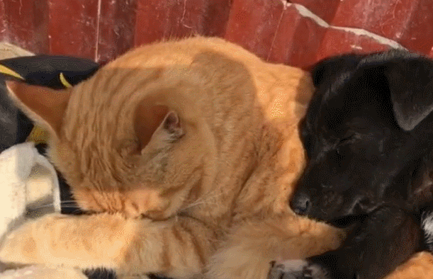 狗狗爱上猫咪后,抱着猫咪一起睡,这架势让单身狗羡慕