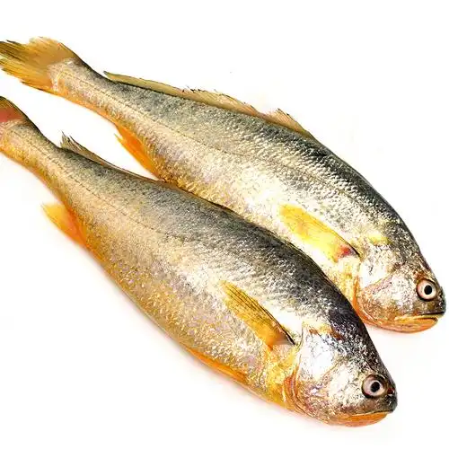 农聚源 【xj】花鱼 青岛特产新鲜 大花鱼海捕大鱼