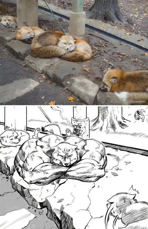 这只柴犬就壮实了!这肌肉我都害怕呀. 这画风也太棒了!