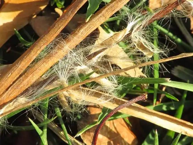 梓树的种子卡片机傻拍2018176