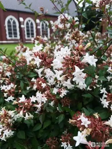 院子可养这15种低矮灌木花卉,种出一片迷人花丛,能不停开花