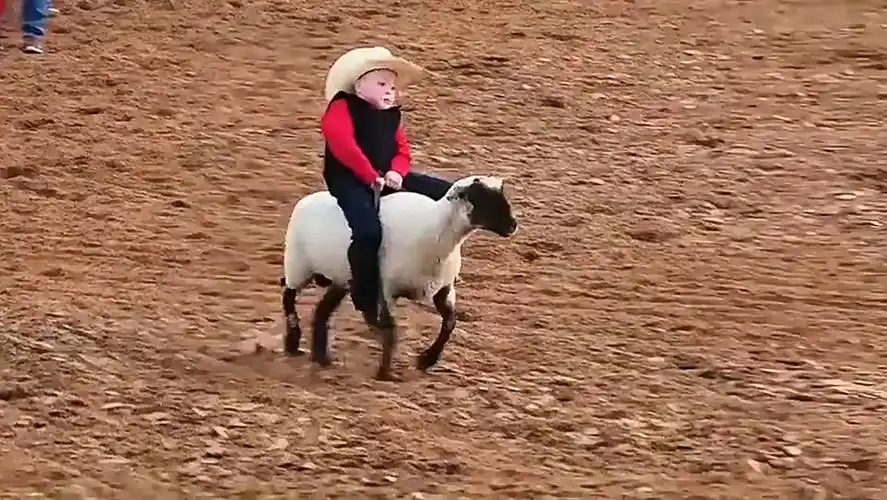 国外小朋友骑羊比赛