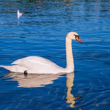 白色天鹅头像水面上的白色天鹅图片