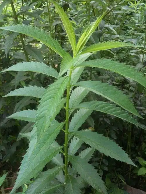 请问天麻植物实物图