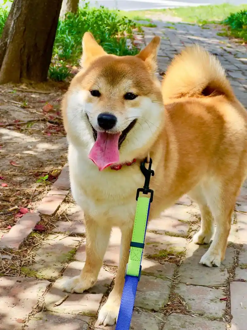 93帮天津粉丝挑选的赤柴"招财"小baby一点没受天气热的影 - 抖音