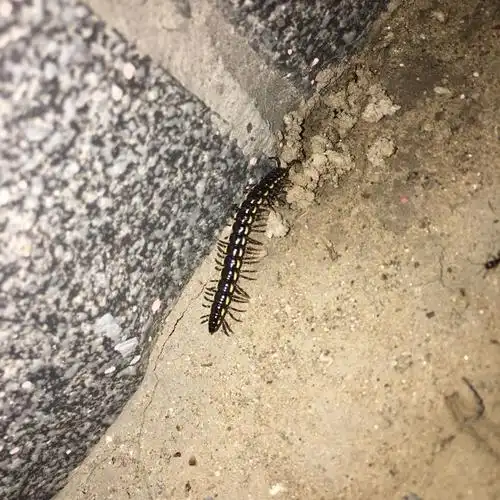 这是什么虫子?腿很多 应该不是蜈蚣