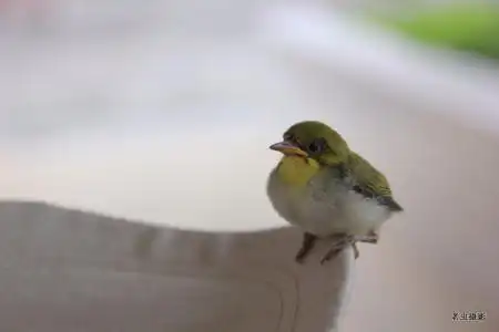 灰腹绣眼鸟的雏鸟