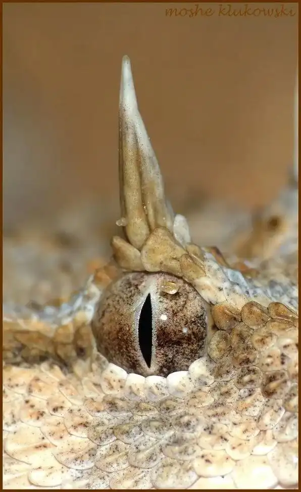 363138383297.#沙漠角蝰蛇 #毒蛇 #搬运 #壁 - 抖音