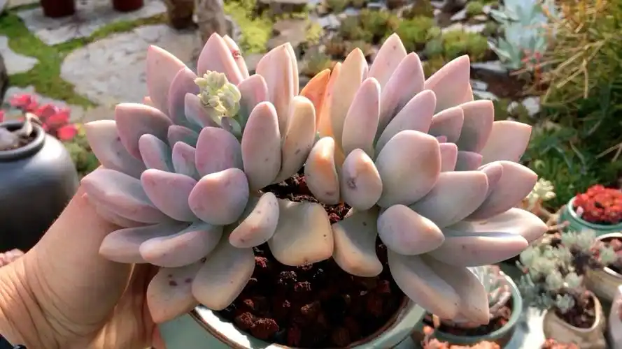 奥普琳娜老桩 13890