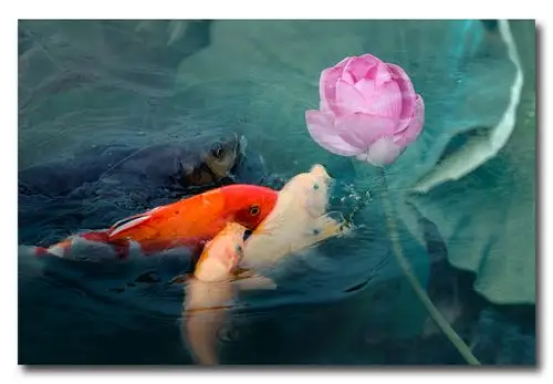 鱼戏荷花图