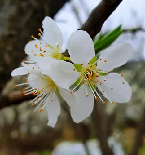 游葛仙山-赏李子花 - 美篇