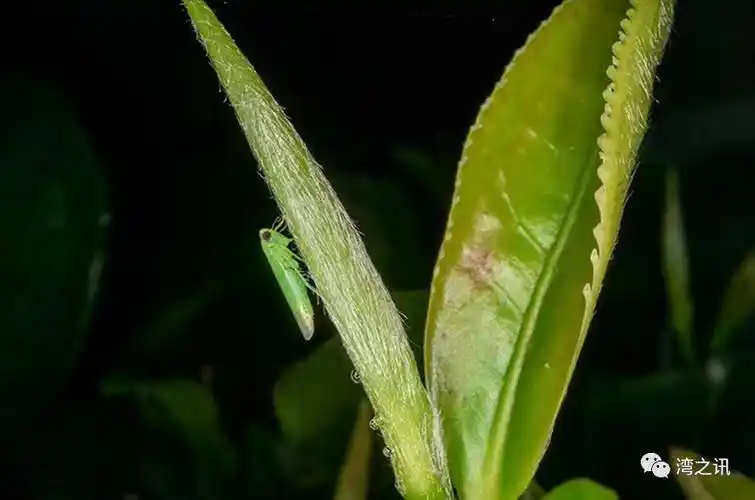 生态茶园里被小绿叶蝉咬过的茶叶制作加工后口感更优