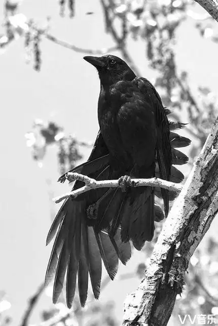 乌鸦