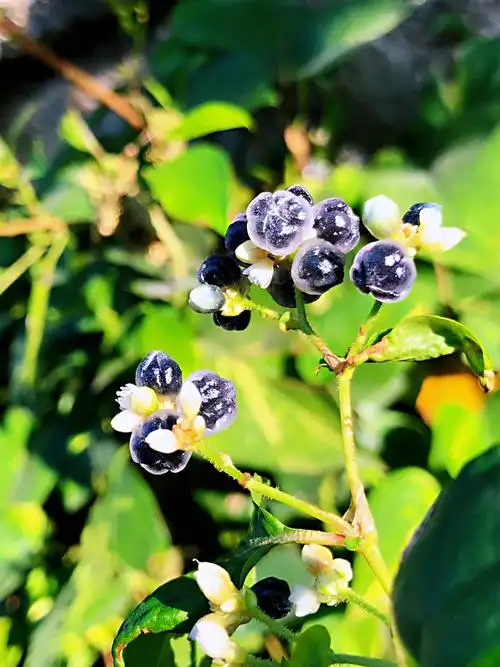 植物名称.火炭母