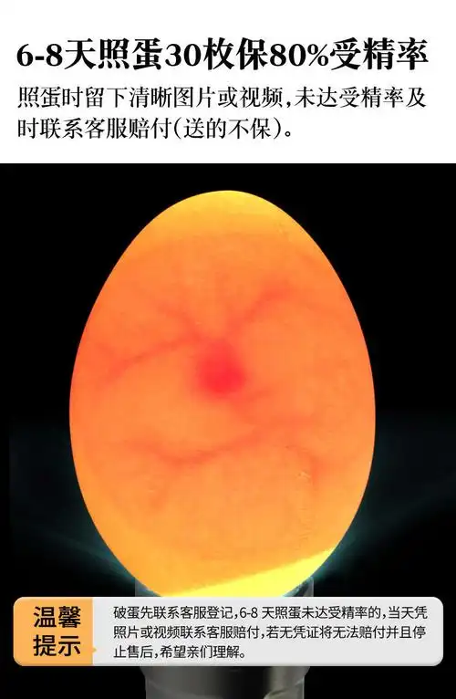 纯种土鸡种蛋受精蛋可孵化小鸡的蛋快大型九斤黄下蛋肉鸡活苗活体30枚