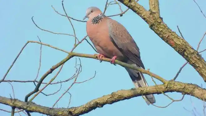 野外实拍斑鸠叫声,咕咕咕