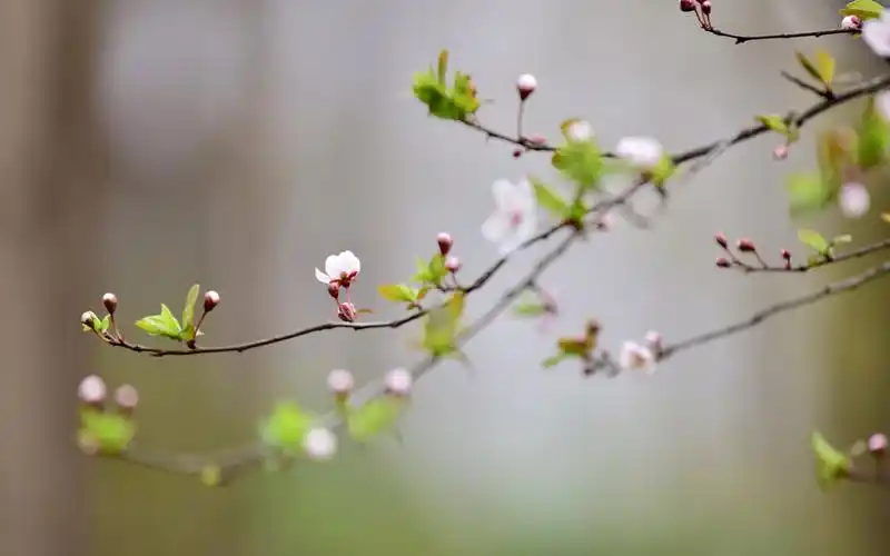 植物图片,春天,花海,美丽,清新,植物,电脑壁纸,壁纸邂逅美丽的花儿
