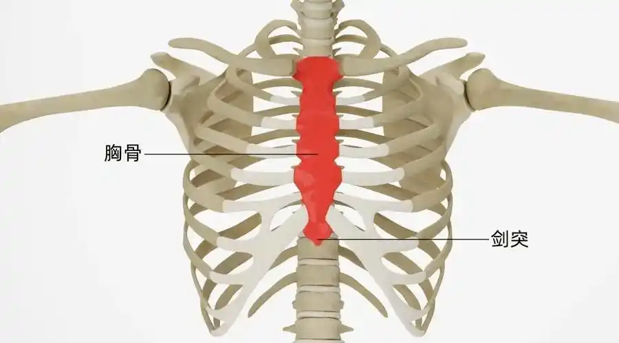 介绍 ,刘女士的巨大囊肿源于右侧卵巢,体型巨大,从盆腔顶到了剑突部位