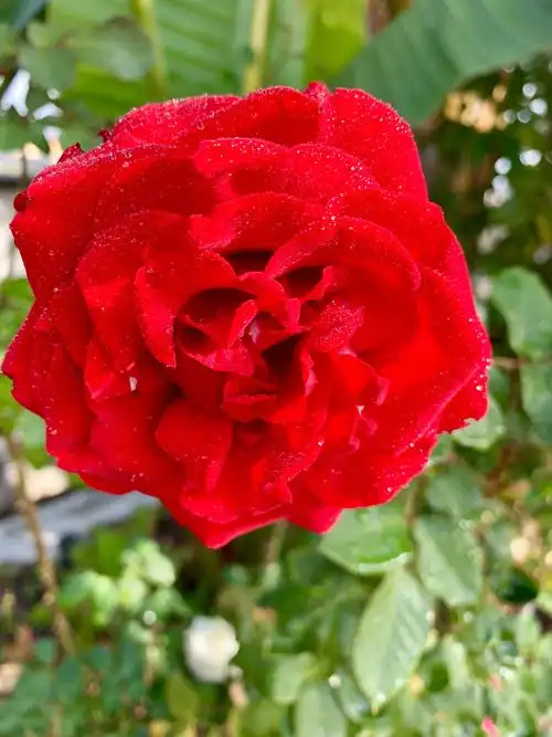 我现在才知道美国的国花为何是玫瑰