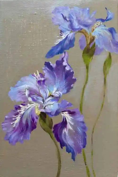 鸢尾花花语紫色鸢尾花的寓意和象征