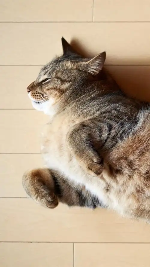 猫趴在地上沉睡