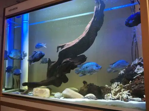 美鲷- 三湖慈鲷玩家 - 龙巅三湖慈鲷