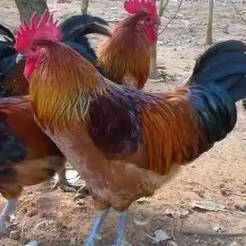 青脚麻鸡,10多月的散养大公鸡,口感,肉质,营养,都杠杠滴!